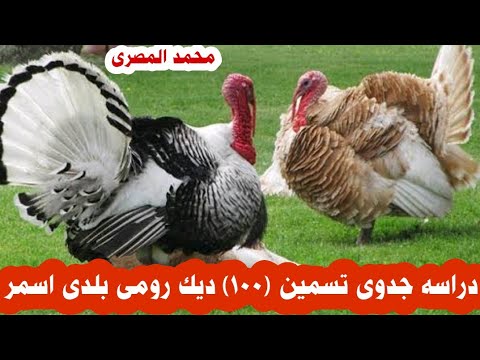 حساب تكلفه تسمين ( 100 ) ديك رومى بلدى اسمر دراسه جدوى محمد المصرى