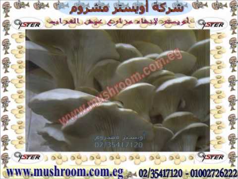 فيديو دراسة جدوى عيش الغراب المحارى إسطوانات مساحة 500م