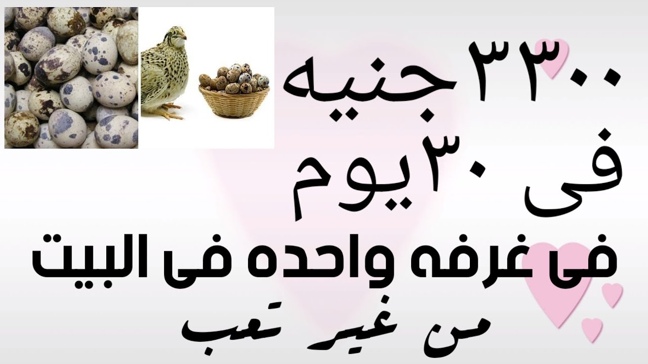 دراسة جدوى ١٠٠٠سمانه صافى ربح ٣٣٠٠ جنيه  Feasibility study of 1000 quail, net profit of 3300 pounds