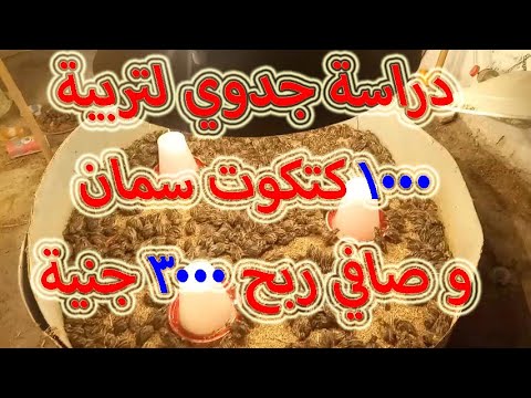 #مشروع_سمان /دراسة جدوي لتربية 1000 كتكوت سمان وصافي ربح 3000 جنية خلال الدورة