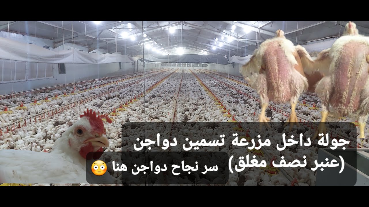 جولة داخل مزرعة تسمين دواجن 24 العمر الاوزان 1كيلو و100 غرام (عنبر نصف مغلق)
