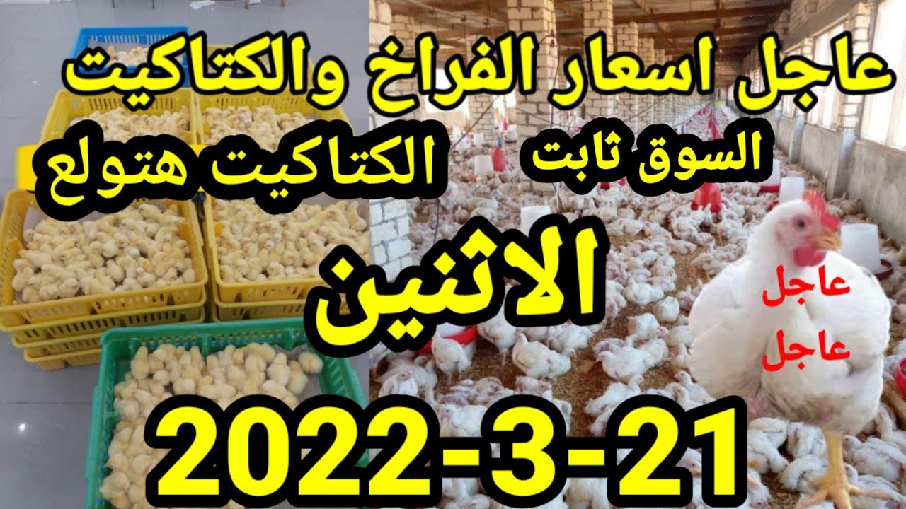 بورصة الدواجن |عاجل الان اسعار الدواجن واسعار الكتاكيت واسعار الاعلاف اليوم الاثنين21-3-2022