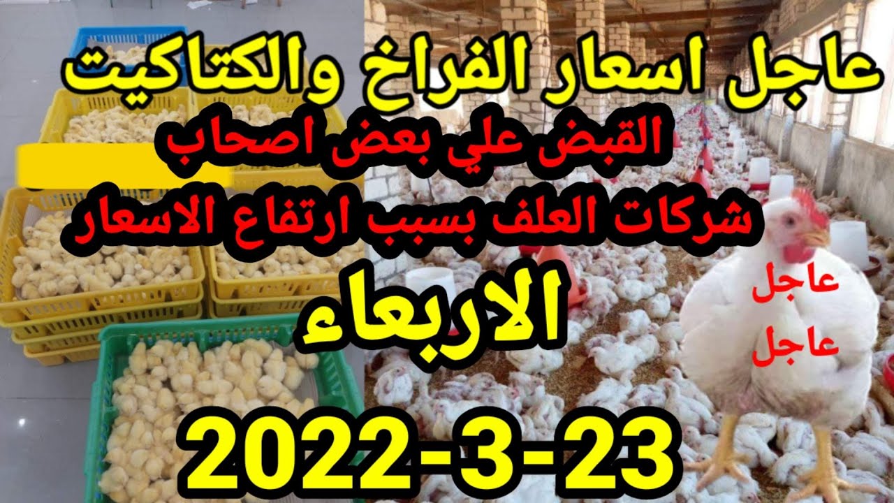 بورصة الدواجن |عاجل الان اسعار الدواجن واسعار الكتاكيت واسعار الاعلاف اليوم الاربعاء23-3-2022