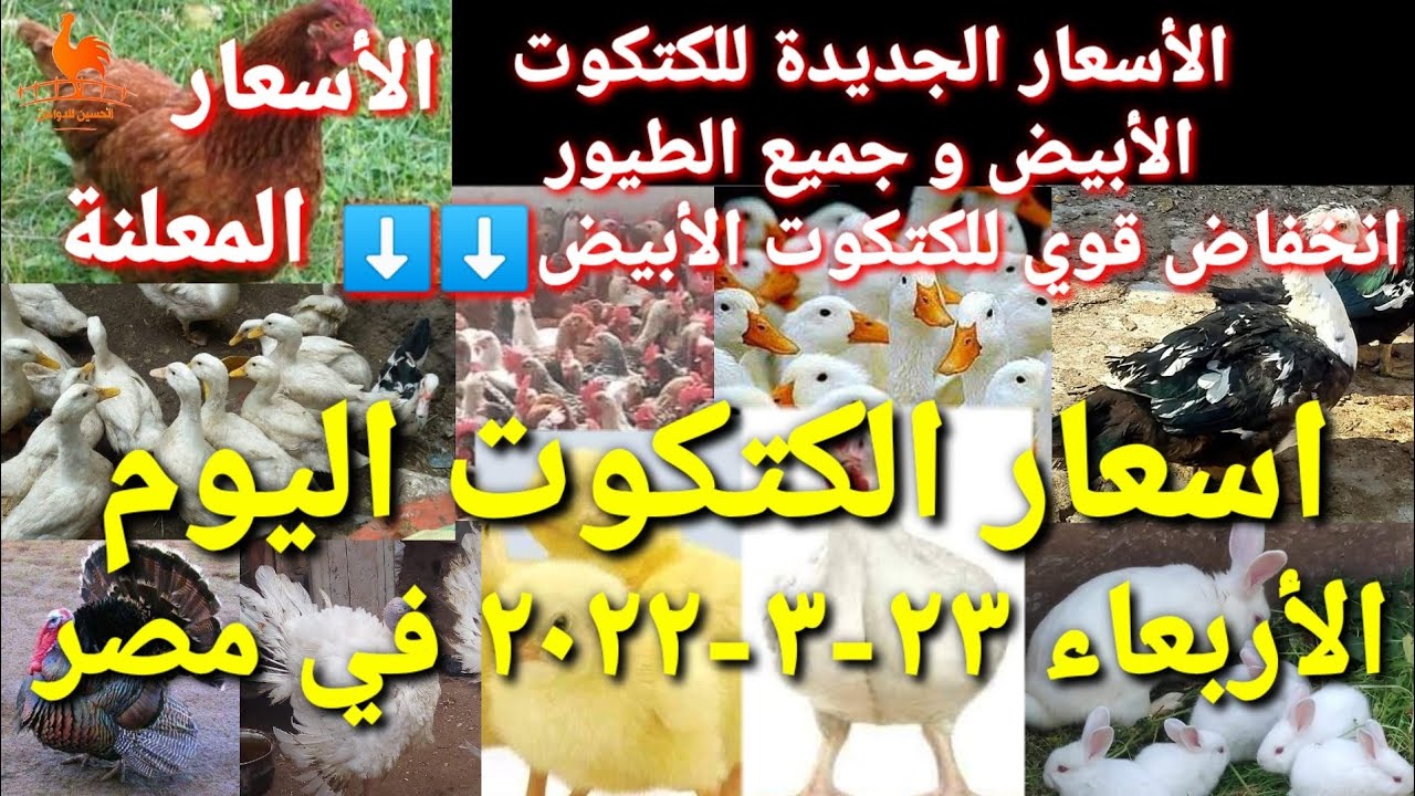 اسعار الكتكوت اليوم الأربعاء 23-03-2022 في جميع الشركات في مصر