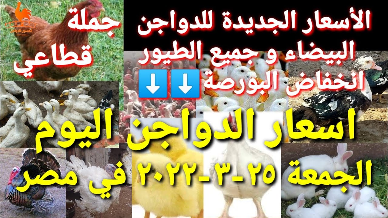اسعار الدواجن اليوم الجمعة 25-03-2022 في مصر
