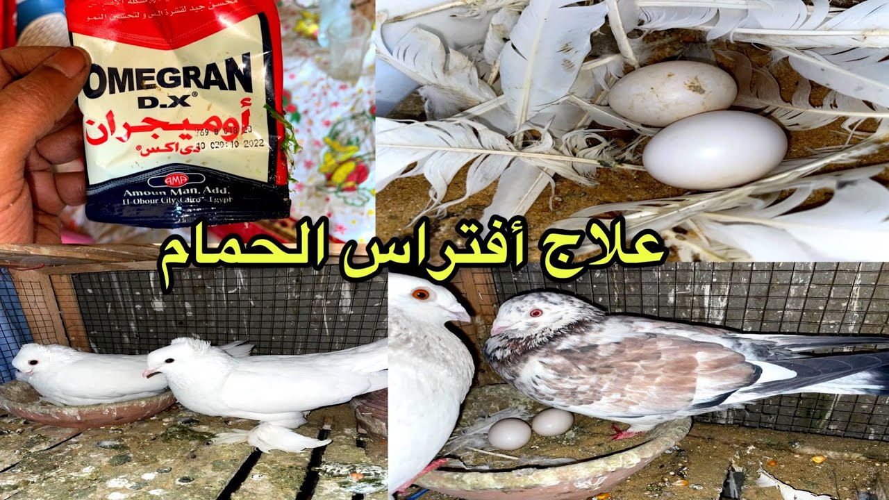 العلاج السحري للأفتراس عند الحمام ورمه البيض برا الطاجن والبيضة الواحدة وزيادة الإنتاج