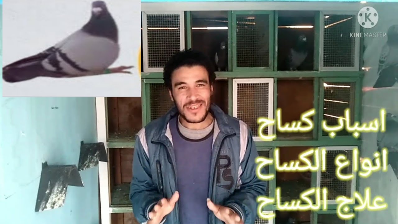 الحمام بيعرج اسباب الكساح عند الزغاليل والحمام الكبير وعلاجها