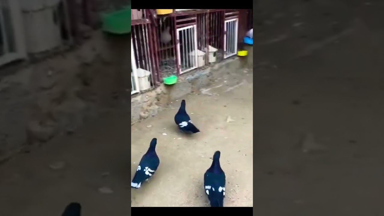 اجمل انواع الحمام في العالم