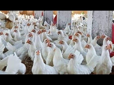 أيوة هتعملى مشروعك ده فى البيت ومكسب كل شهر 10تلاف جنيه ومشروع بدون راس مال واللى يقول غير كدا كداب