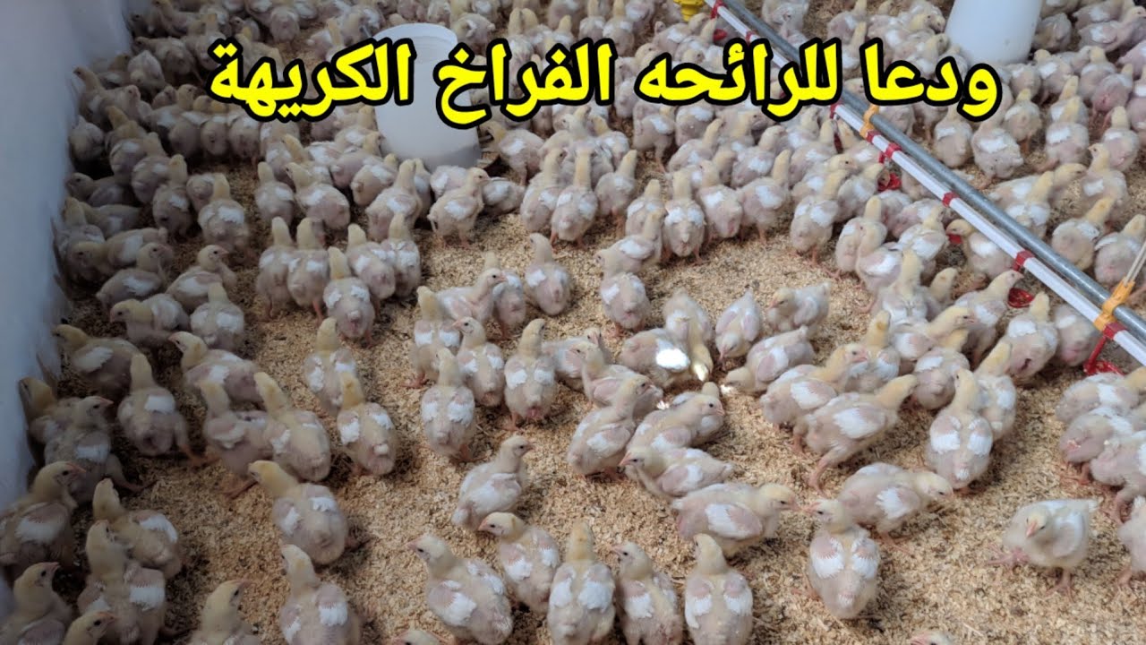[14]حل مشكلة رائحه الفراخ (الامونيا)بكل سهوله بدون ادوئيه