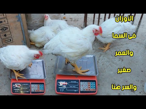 محدش كان مصدق ان الأوزان عندى بتوصل لكده فى اقل وقت والسر كله هنا والميزان هو الحكم دورة فراخ رمضان