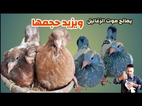 يعالج موت الزغاليل ويزيد حجمها | وداعا لموت زغاليل الحمام فى هذا العمر