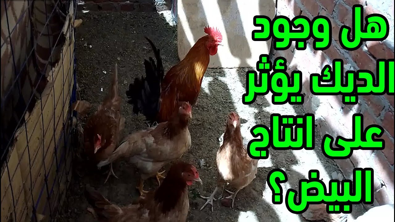 هل وجود الديك مع الدجاج يؤثر على انتاج البيض اسرار تربية الدجاج والطيور من خبرتنا