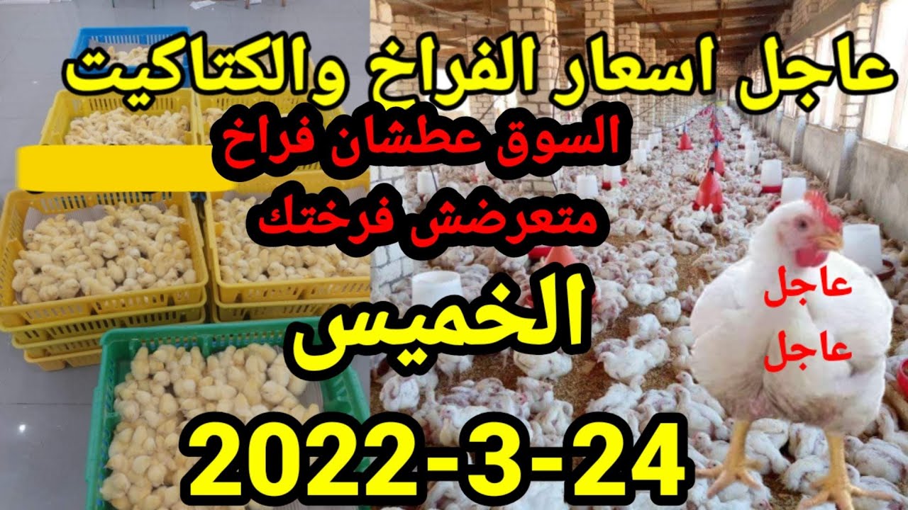 بورصة الدواجن |عاجل الان اسعار الدواجن واسعار الكتاكيت واسعار الاعلاف اليوم الخميس24-3-2022