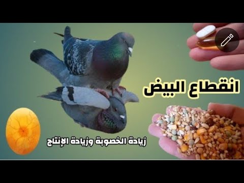 بحاجتين اتنين الحمام هيشتغل ويبيض زى الساعة حتى لو عطال والشغال هيلحم العش × العش