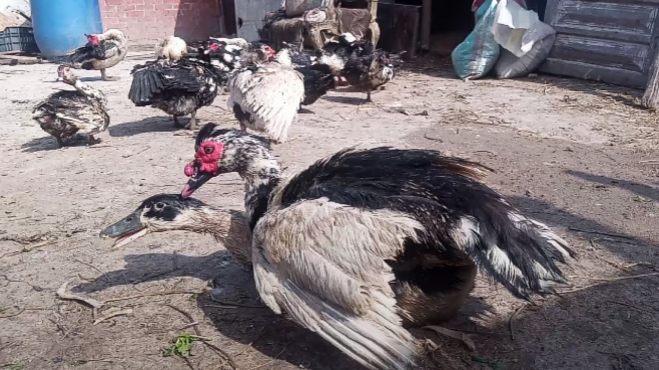 تهجين سلالة بط جديدة لانتاج جديد وزياده بالوزن والانتاج من ذكر مسكوفي وبلدي وخليط