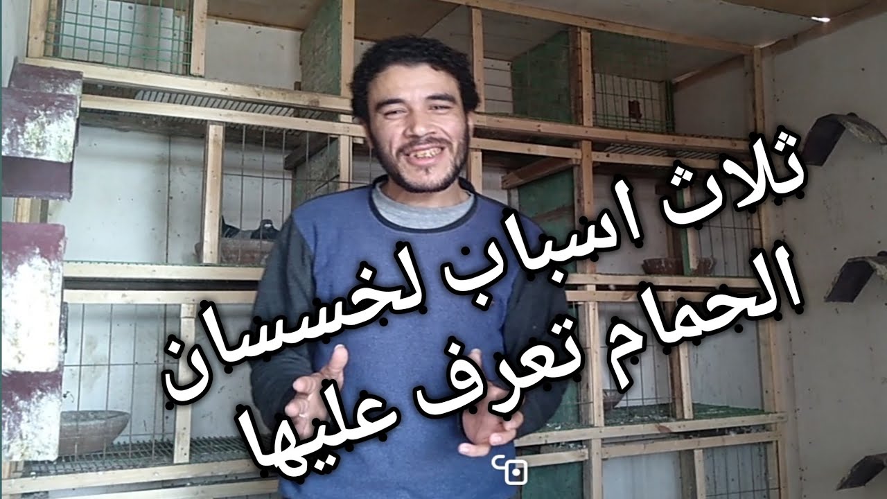 اسباب خسسان الحمام (الشقفه او التسيف الاسباب والعلاج)