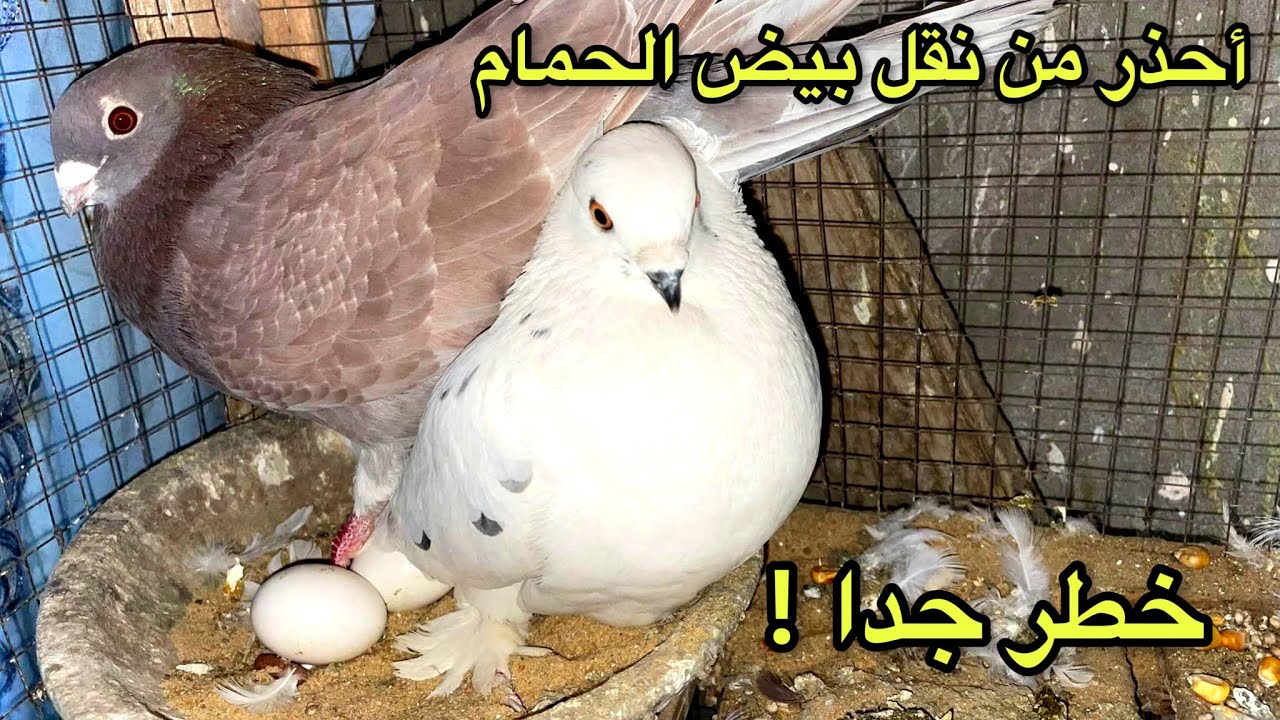 أحذر من نقل بيض الحمام من مكان لمكان تاني هتخسر إنتاجك كله في ثواني ؟