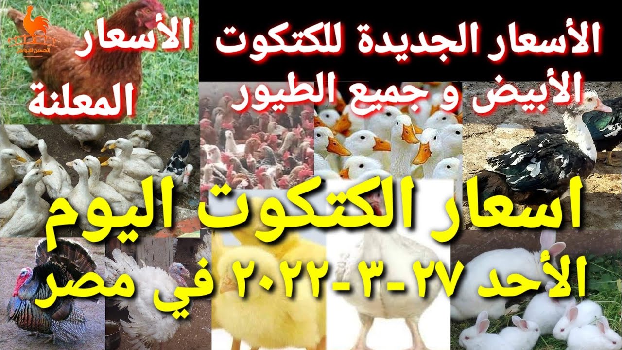اسعار الكتكوت اليوم الأحد 27-03-2022 في جميع الشركات في مصر