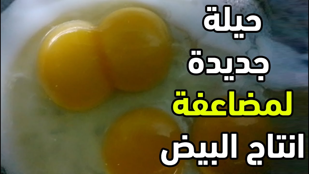 بيض بصفارين طريقة ببلاش هتزود انتاج البيض عند الدجاج أضعاف مضاعفة وهيبيضوا كل يوم عن تجربة