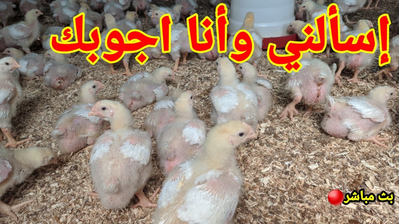 سعر البورصه هينزل قبل رمضان ولا وانزل كتاكيت دلوقتي ولا اصبر