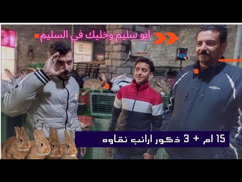 تسليم ١٥ ام سلالاه +٣ذكور + بطريات + علف+ ارانب دم عالي ، هو سعر الارنب بيرفع في الصيف ولا الشتاء ؟