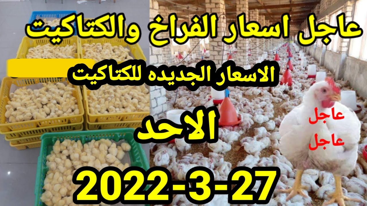 بورصة الدواجن |عاجل الان اسعار الدواجن واسعار الكتاكيت واسعار الاعلاف اليوم الاحد27-3-2022