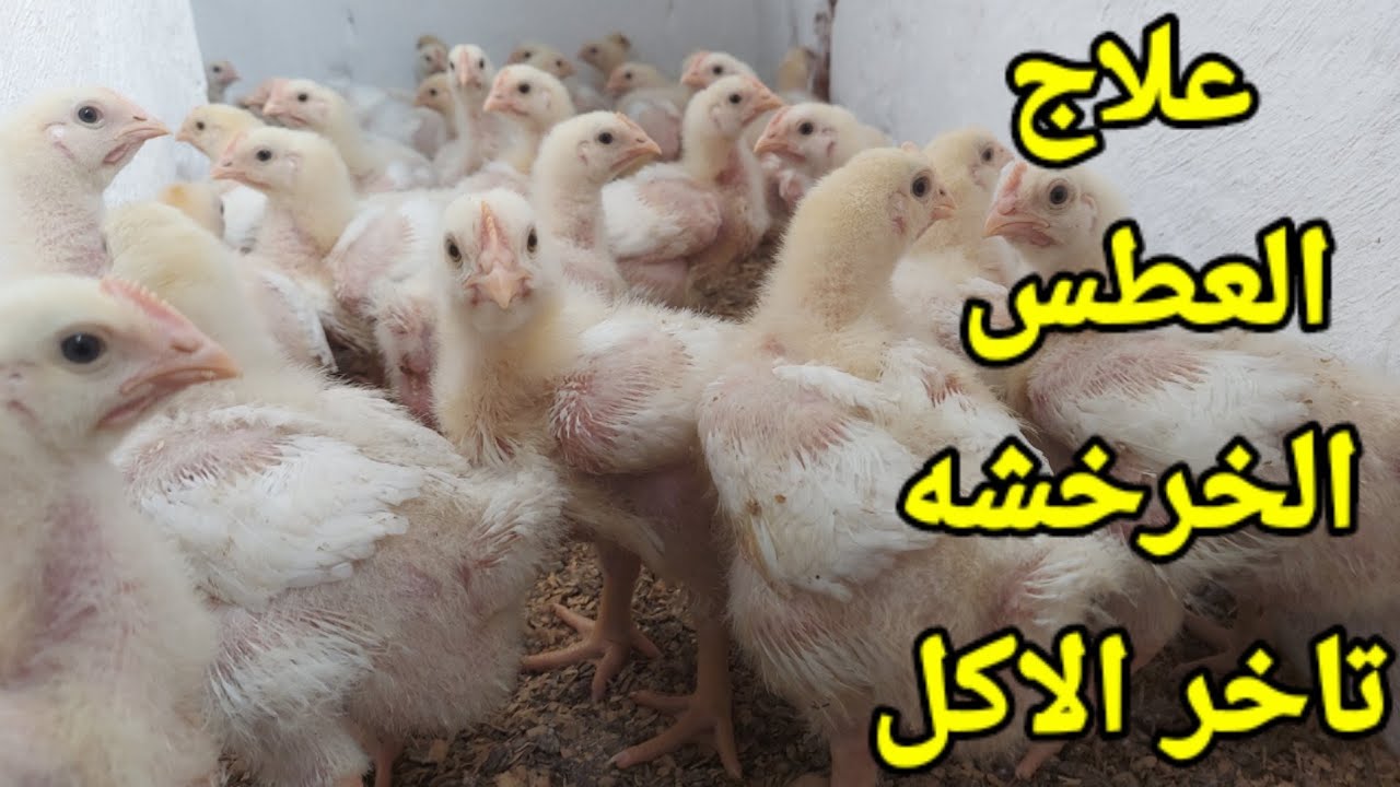 [16]احسن دواء للبرد والانفلونزا اعراض البرد والانفلونزا للفراخ البيضاء بكل سهوله