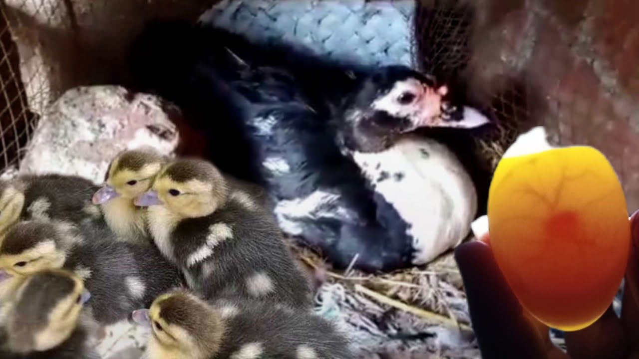 فحص بيض البطه الشمورت قبل الفقس بثلاثة ايام ومعرفه احياء الجنين داخل البيضه وعلامات الفقس