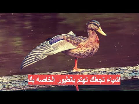 اشياء تجعلك تهتم بالطيور الخاصه بك